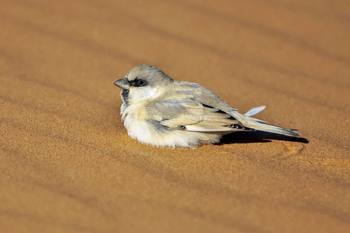 Especies del desierto en Merzouga y el sur