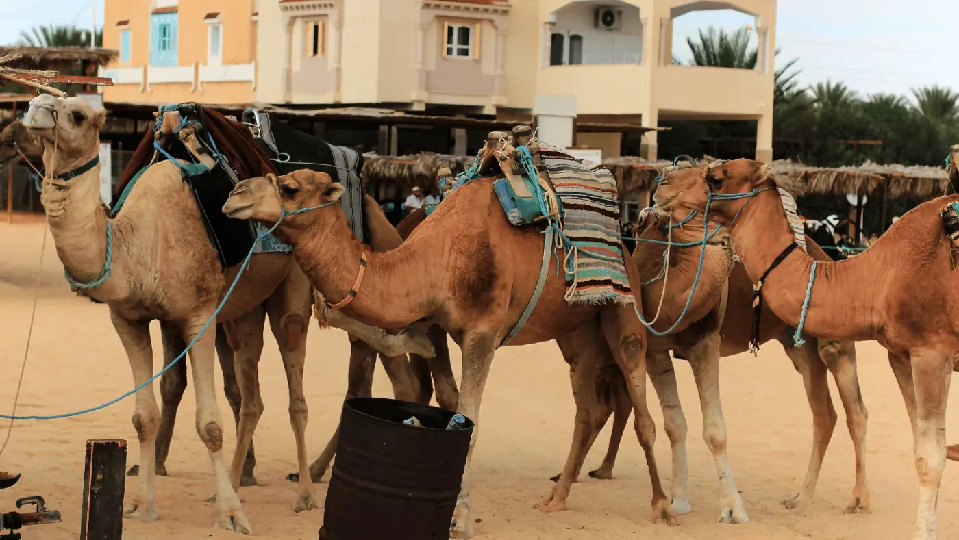 Morocco family tour